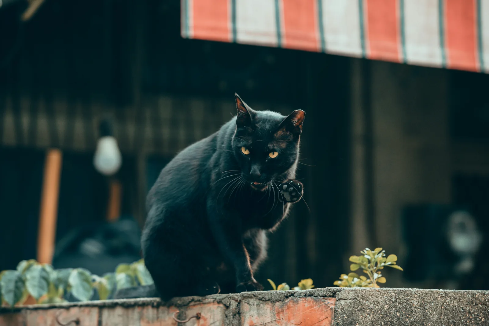 A black cat mid-stride along a garden wall, one paw raised